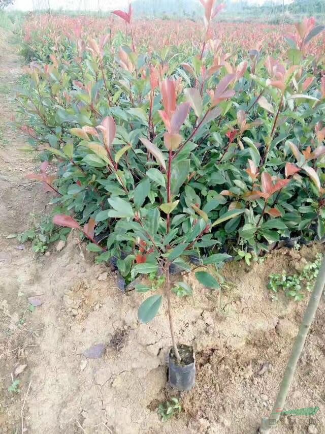 紅葉石楠小苗