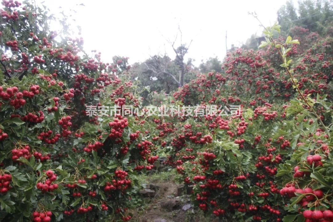 大金星山楂樹(shù)苗價(jià)格 同心苗木供應(yīng)優(yōu)質(zhì)山楂苗 根系好