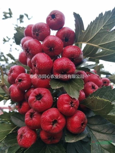 大金星山楂樹(shù)苗價(jià)格 同心苗木供應(yīng)優(yōu)質(zhì)山楂苗 根系好