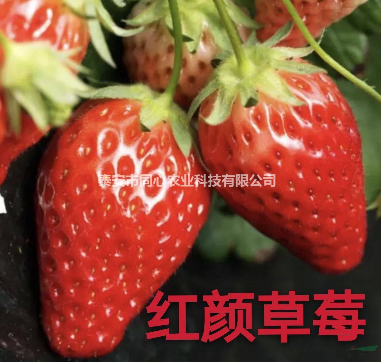 基地供應(yīng)妙香7號(hào)草莓苗 山東章姬草莓苗價(jià)格 包成活