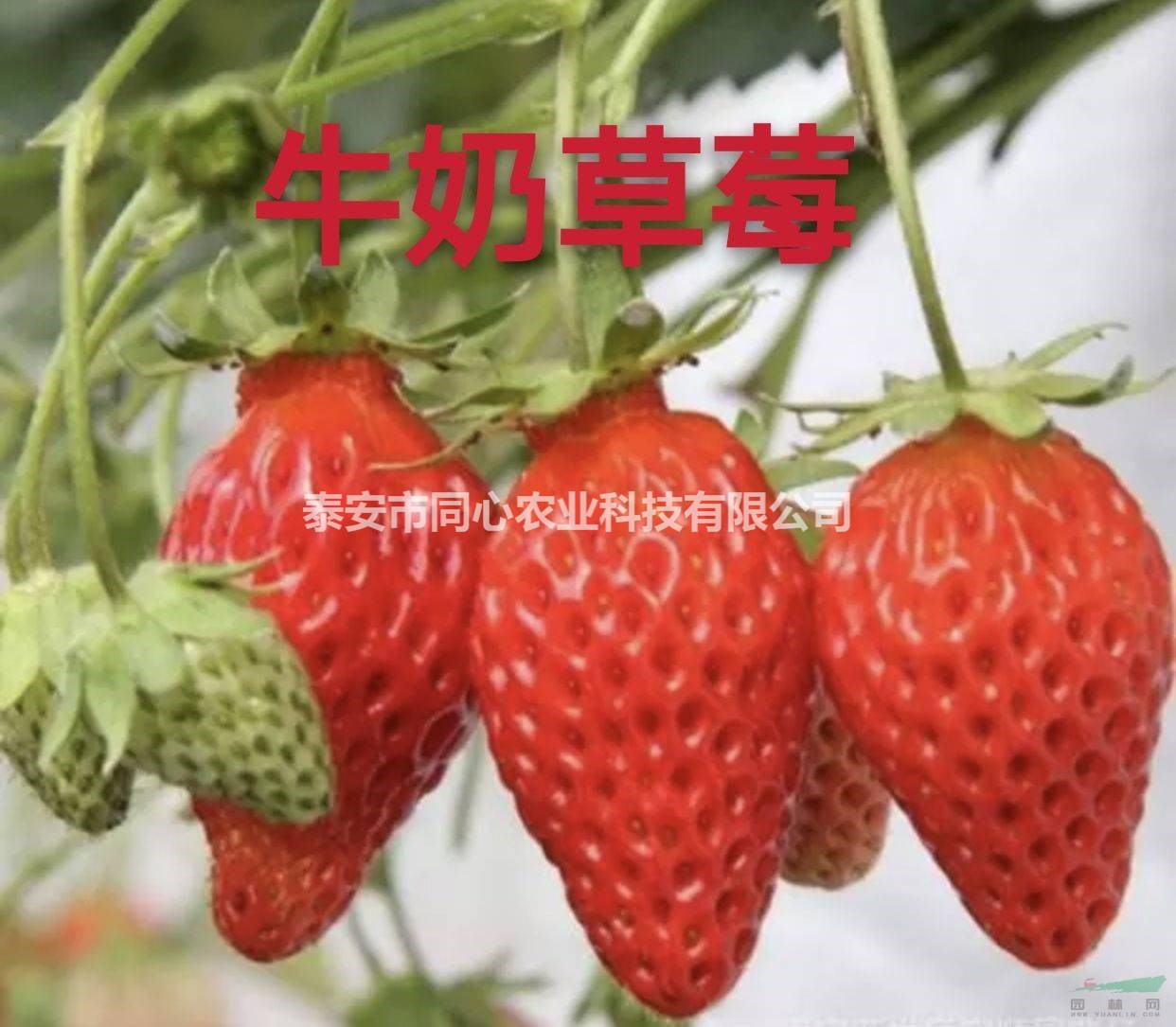 甜查理草莓苗基地批發(fā) 小白草莓苗廠(chǎng)家批發(fā) 保濕郵寄