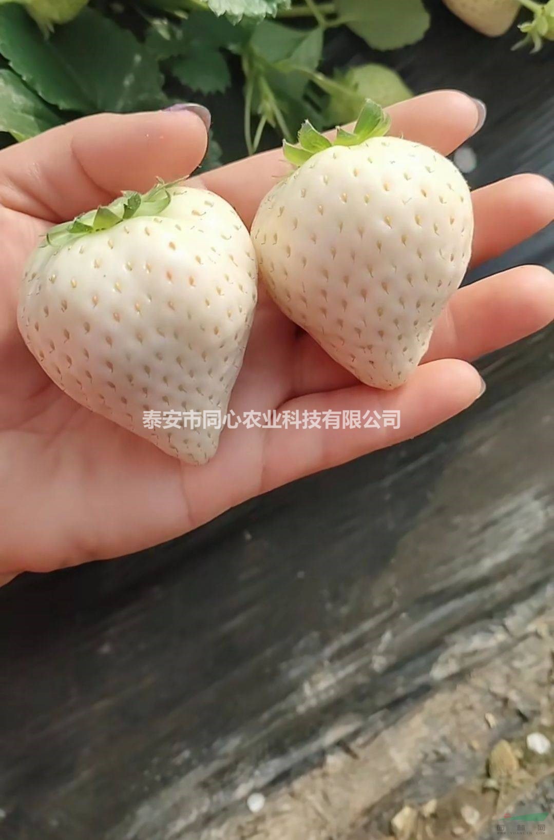 甜查理草莓苗基地批發(fā) 小白草莓苗廠(chǎng)家批發(fā) 保濕郵寄