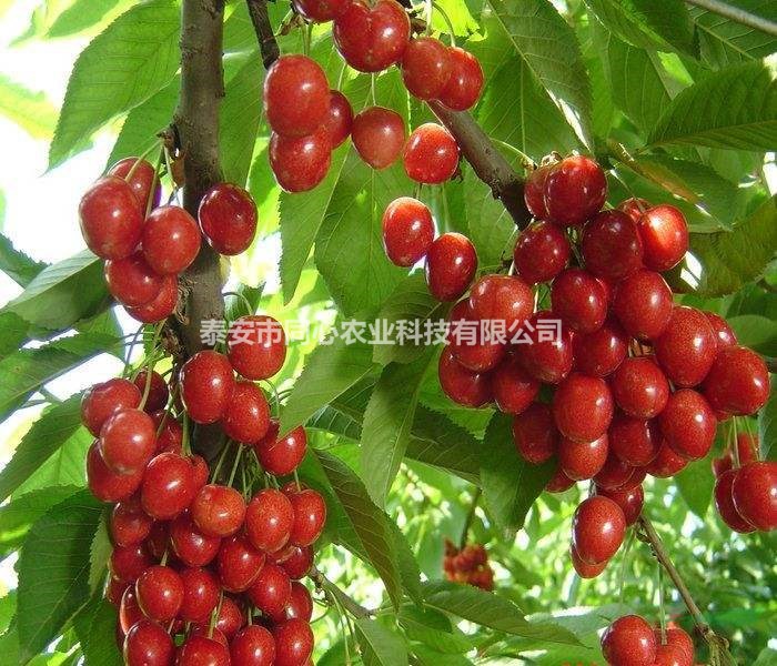 大櫻桃苗品種介紹 矮化櫻桃苗行情 根系好