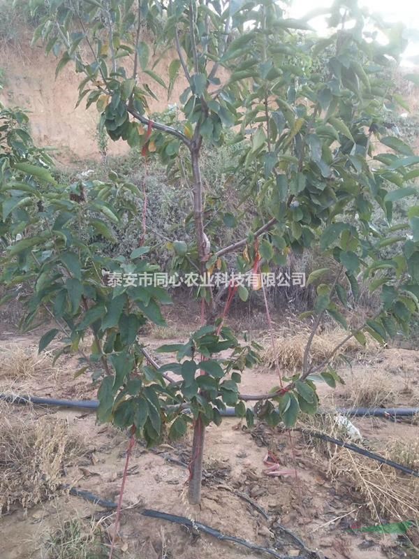 大櫻桃苗品種介紹 矮化櫻桃苗行情 根系好