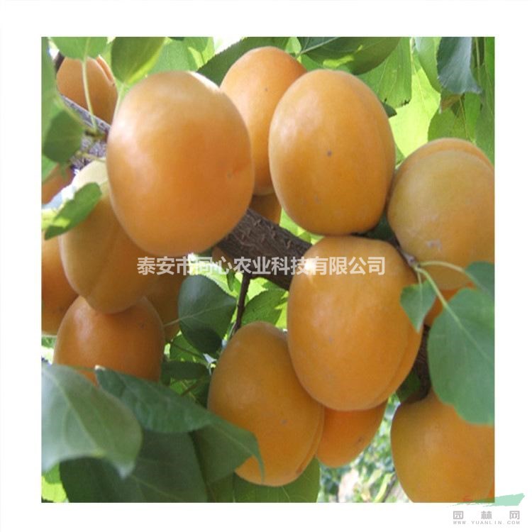 新品種杏樹苗價(jià)格行情 早熟杏樹苗品種有那些 品種純