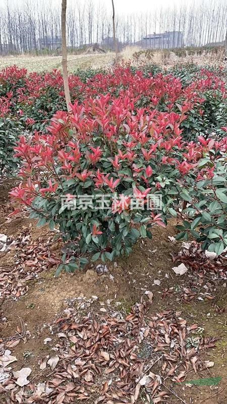 1/1.5/2/2.5/3米冠幅紅葉石楠球價(jià)格