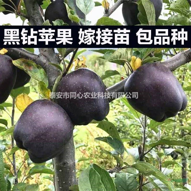 矮化蘋果樹苗價格 黑鉆蘋果樹苗品種介紹 當(dāng)年結(jié)果
