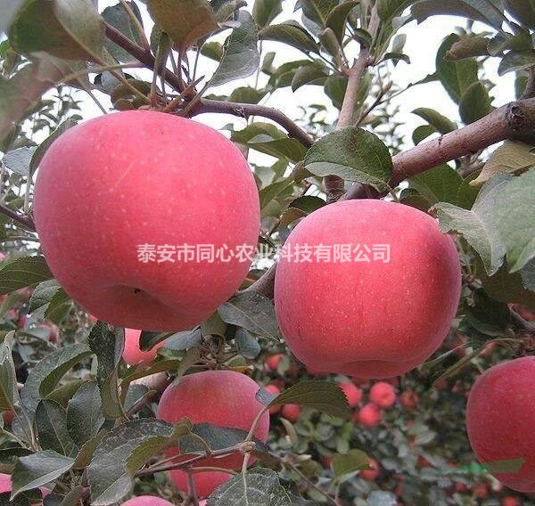 矮化蘋果樹苗價格 黑鉆蘋果樹苗品種介紹 當(dāng)年結(jié)果