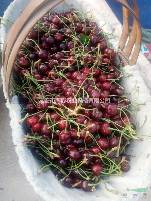 俄羅斯8號(hào)櫻桃苗基地 俄羅斯8號(hào)櫻桃苗價(jià)格及報(bào)價(jià) 成活率高 