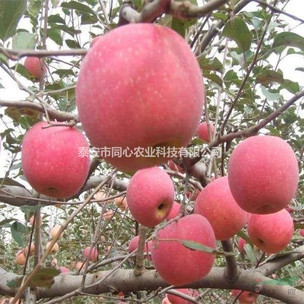 魯麗蘋果樹苗品種 魯麗蘋果樹苗價(jià)格及基地 早熟品種 