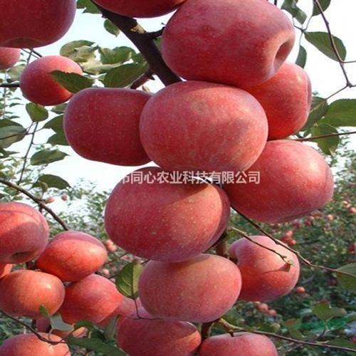 魯麗蘋果樹苗品種 魯麗蘋果樹苗價(jià)格及基地 早熟品種 