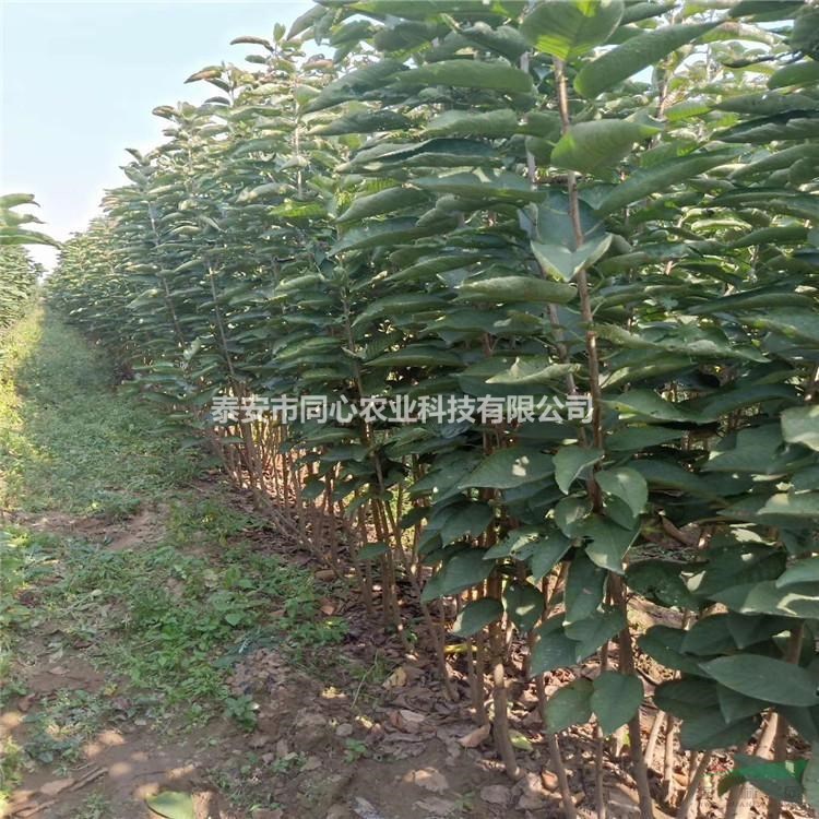 齊早櫻桃苗基地直供 齊早櫻桃苗價(jià)格與報(bào)價(jià) 