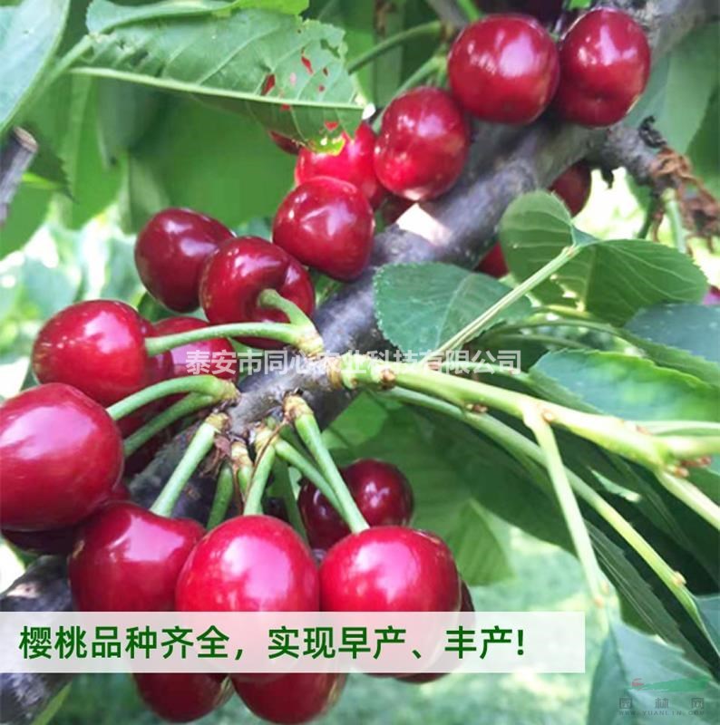 齊早櫻桃苗基地直供 齊早櫻桃苗價(jià)格與報(bào)價(jià) 