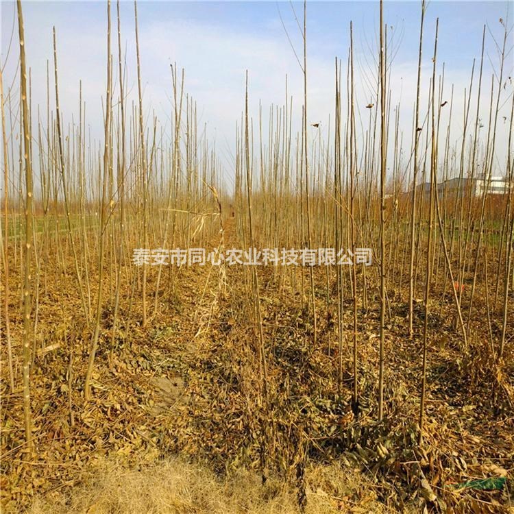 矮化香椿苗 品種純正發(fā)芽多口感純正紅油香椿苗 適應(yīng)性強(qiáng)