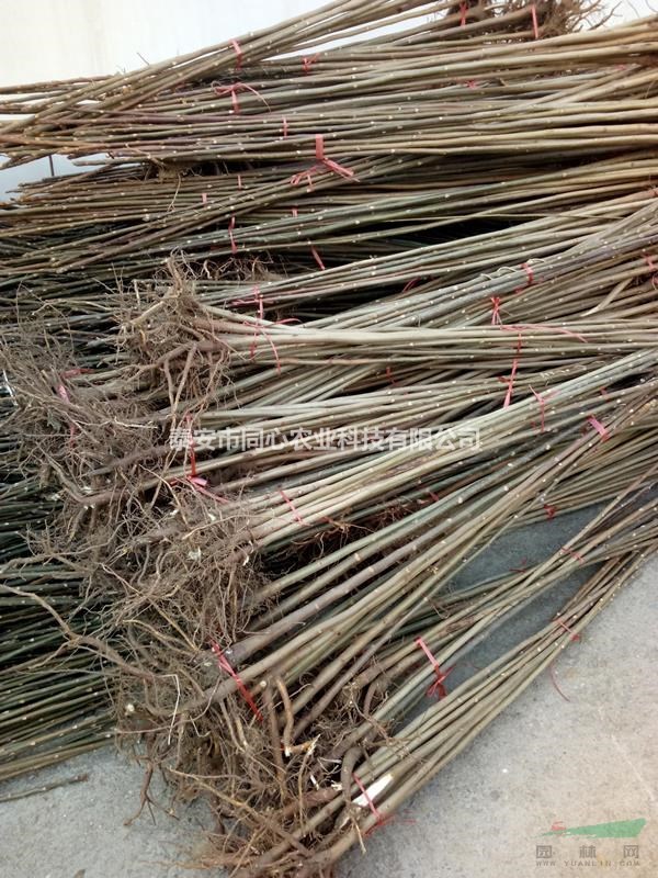 矮化香椿苗 品種純正發(fā)芽多口感純正紅油香椿苗 適應(yīng)性強(qiáng)