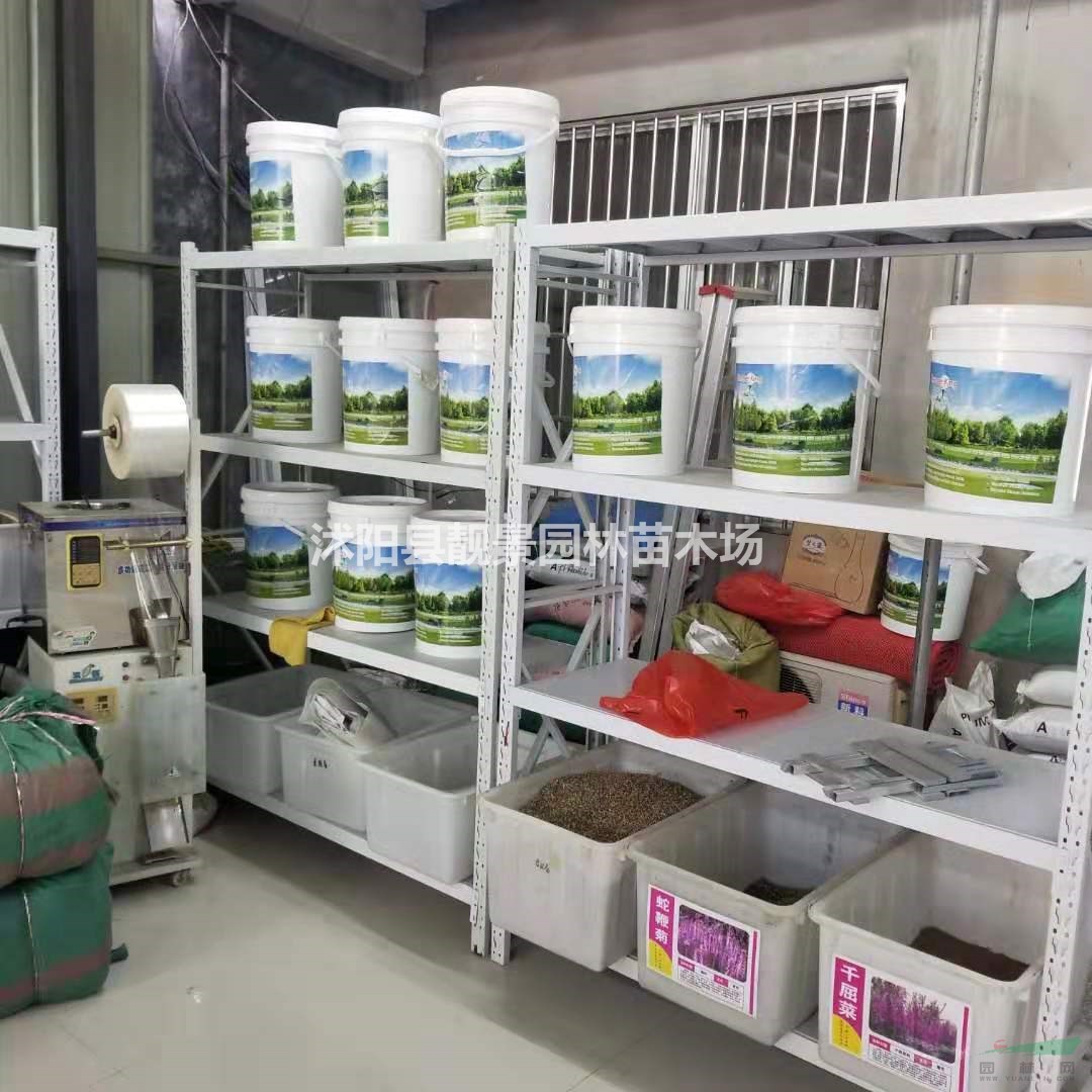 园林绿化护坡草坪草籽 黑麦草 早熟禾 狗牙根种子