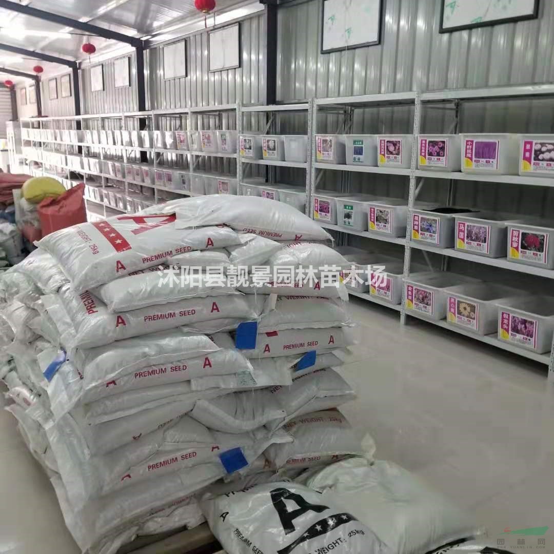 园林绿化护坡草坪草籽 黑麦草 早熟禾 狗牙根种子