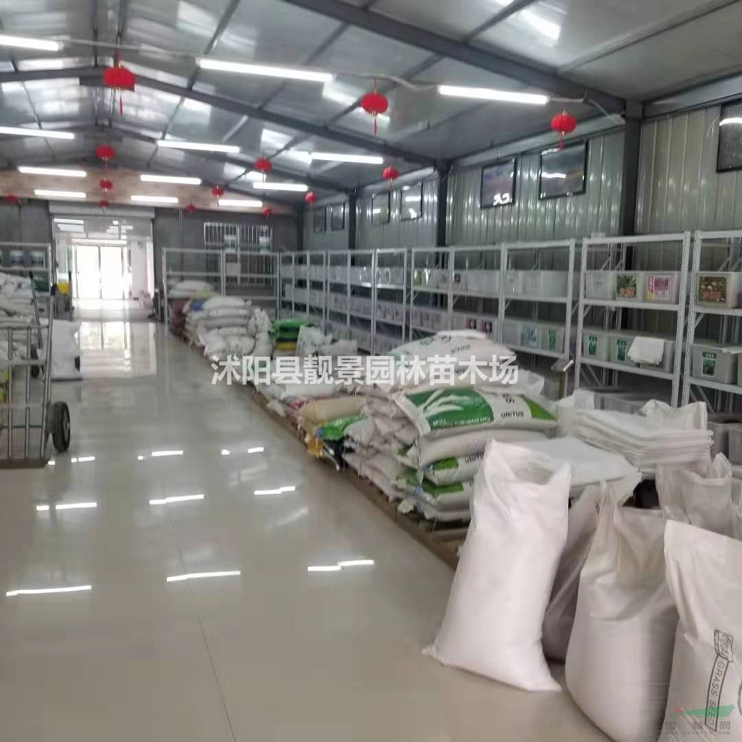 园林绿化护坡草坪草籽 黑麦草 早熟禾 狗牙根种子