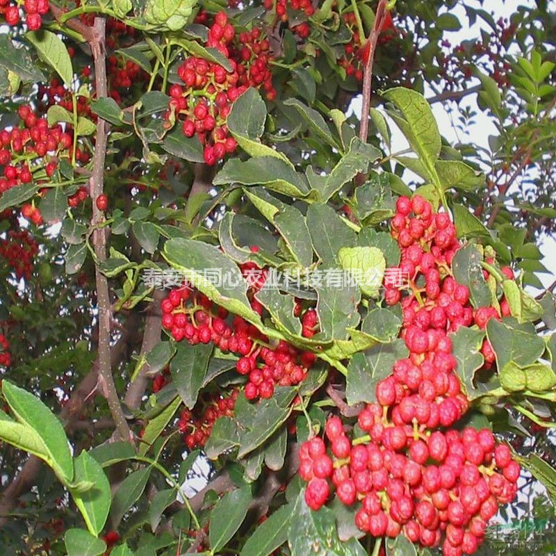 無刺花椒苗苗圃直銷 大紅袍花椒苗保成活 提供技術(shù)