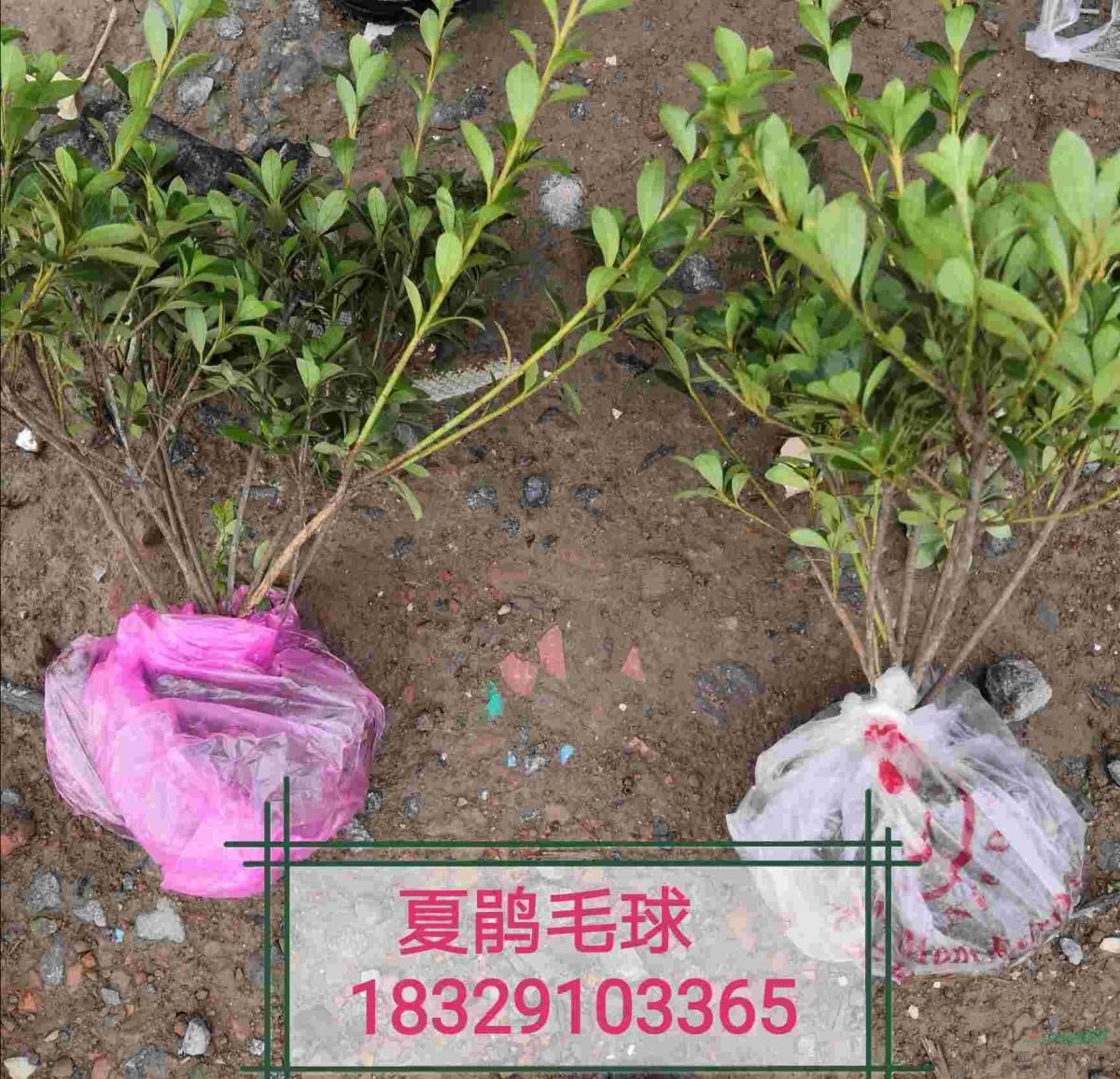 夏鹃毛球  春鹃毛球  毛鹃毛球