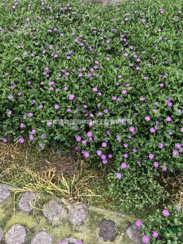 姬小菊杯苗基地 姬小菊批發(fā) 姬小菊工程苗