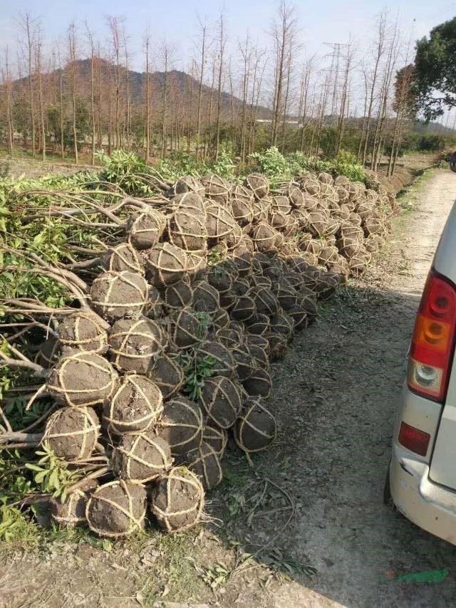 本苗圃的三公分楊梅帶土球價格便宜，采購三公分楊梅帶土球可以來