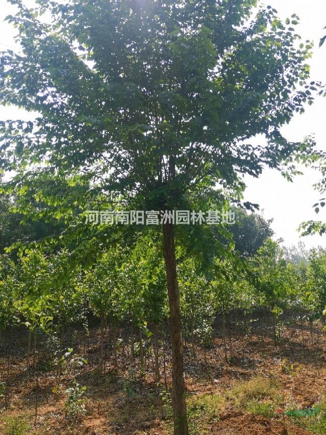 南陽地區(qū)青檀樹特供
