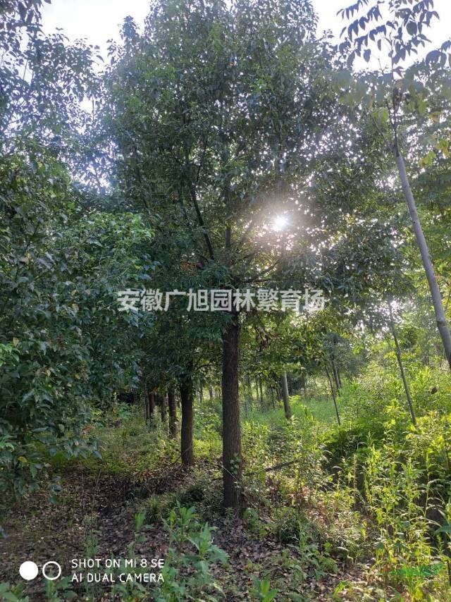 香樟