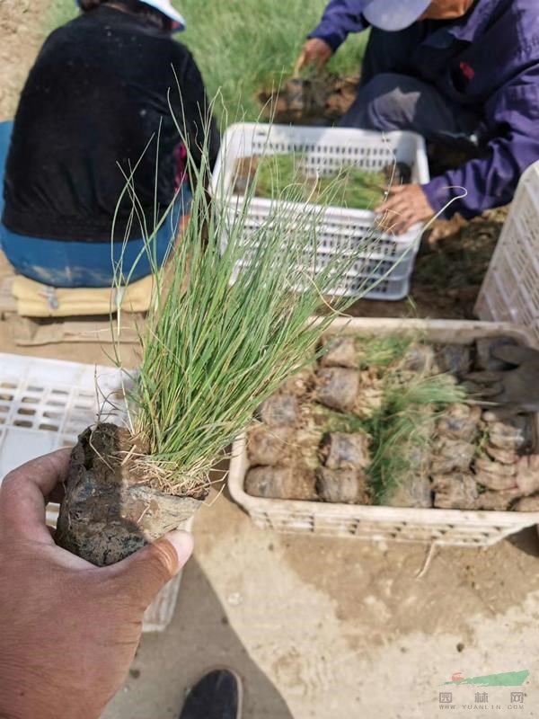 披针叶苔草营养钵苗基地批发直供，货源充足！