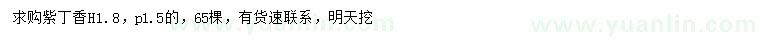 求購高1.8米紫丁香
