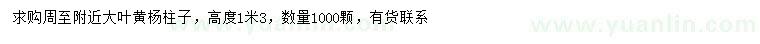 求購高1.3米大葉黃楊柱
