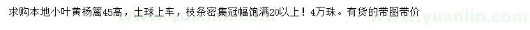 求購(gòu)高45公分小葉黃楊