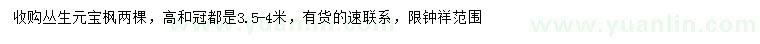 求購(gòu)高3.5-4米叢生元寶楓