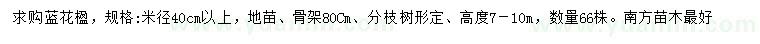 求購米徑40公分以上藍花楹