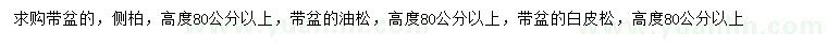 求購高度80公分側柏