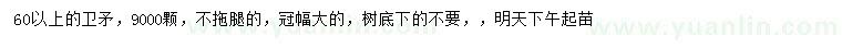 求購60公分以上衛(wèi)矛