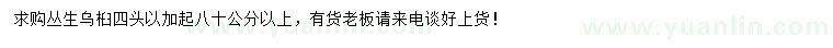 求購(gòu)80公分叢生烏桕