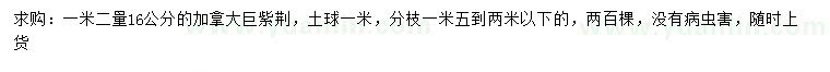 求購1.2米量16公分加拿大巨紫荊