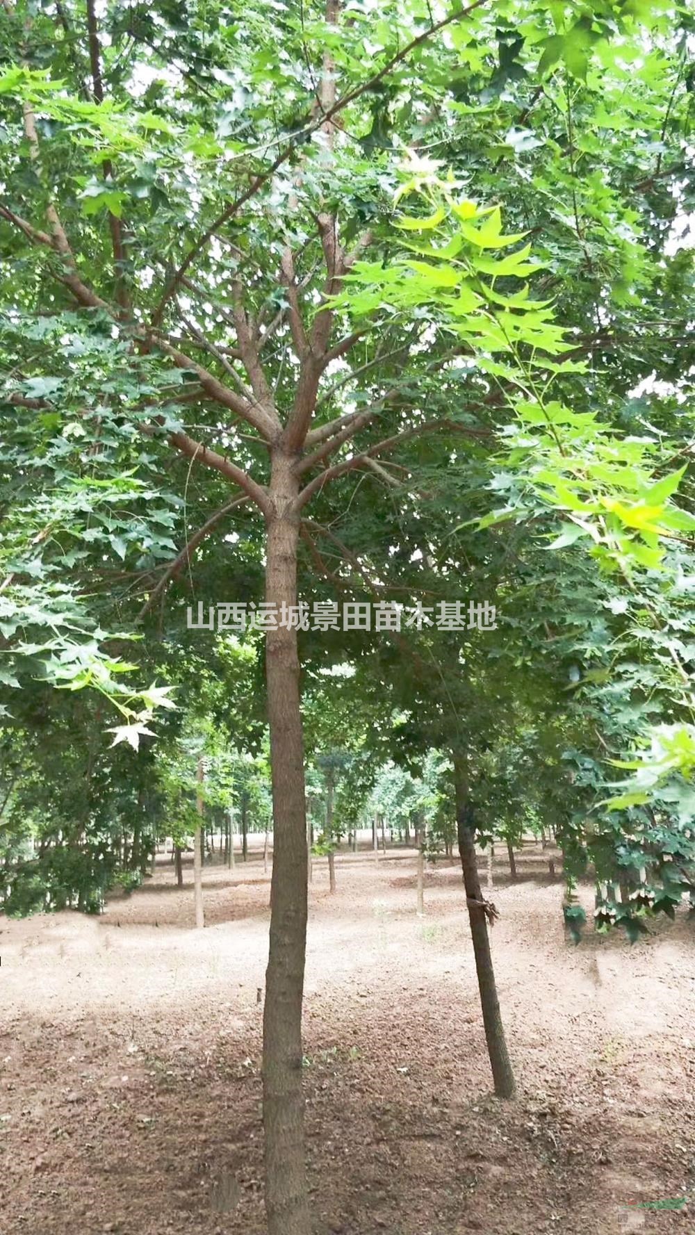 哪里有元寶楓？元寶楓基地在哪里，山西地區(qū)元寶楓產(chǎn)地