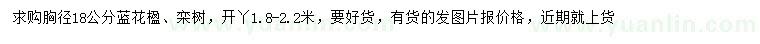 求購(gòu)胸徑18公分藍(lán)花楹、欒樹(shù)