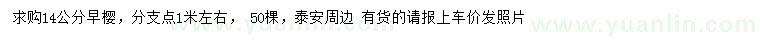 求購14公分早櫻