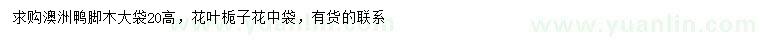 求購(gòu)高20公分澳洲鴨腳木、花葉梔子花