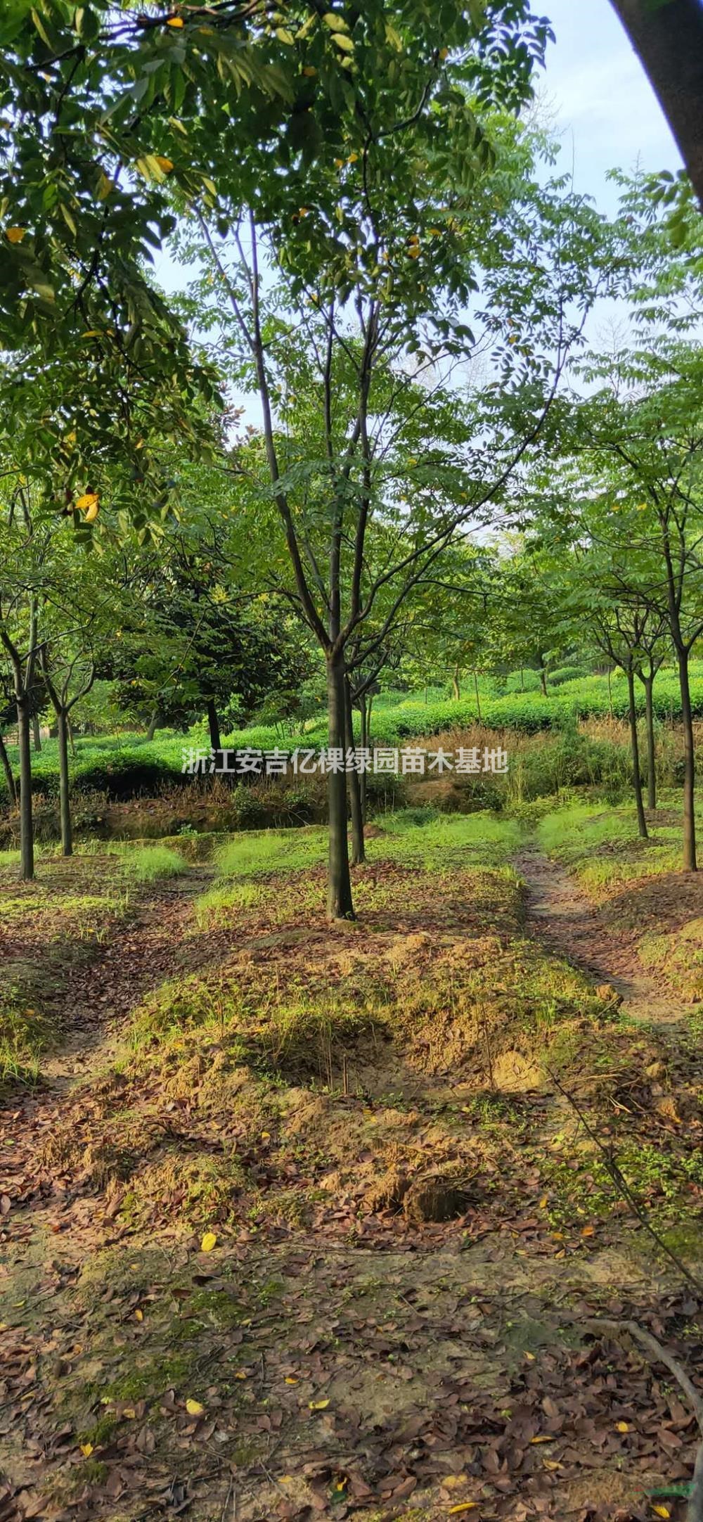 黃山欒樹基地，大小規(guī)格欒樹