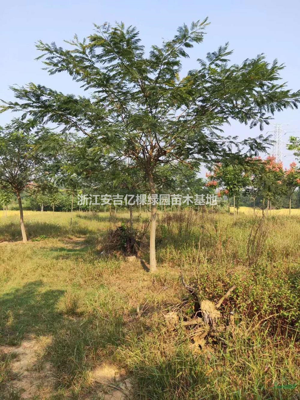 優(yōu)質特價合歡產地直銷