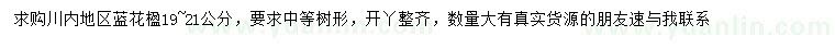 求購19-21公分藍花楹