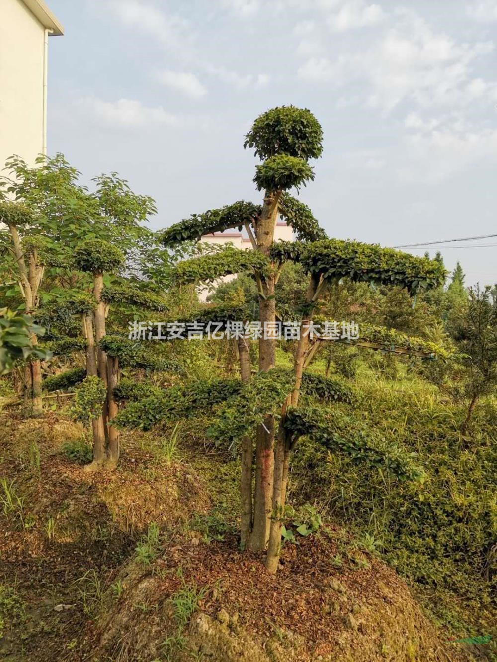 大小規(guī)格紅花繼木樁基地
