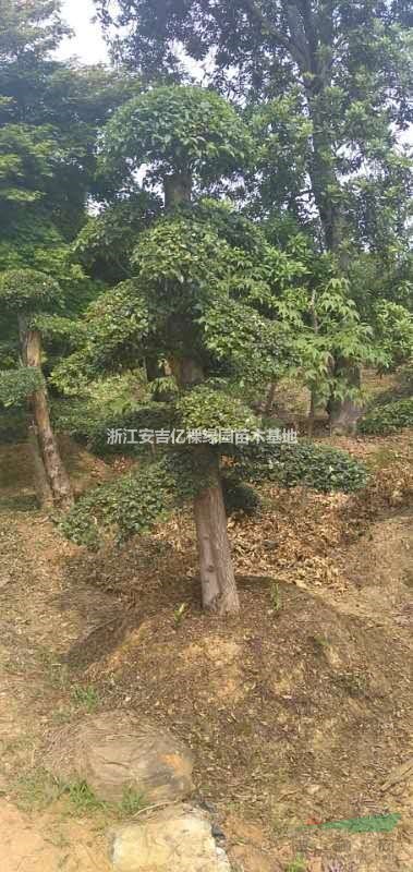 大小規(guī)格紅花繼木樁基地