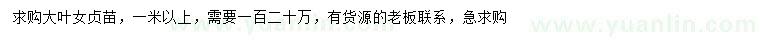 求購1米以上大葉女貞