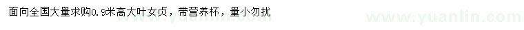 求購高0.9米大葉女貞