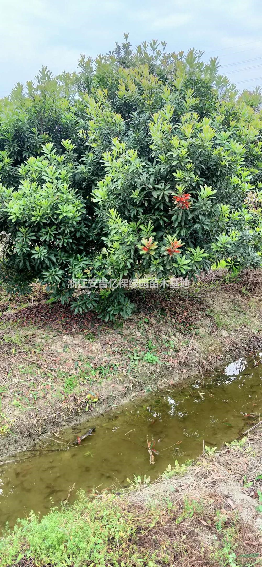 優(yōu)質(zhì)特價楊梅3一5米冠產(chǎn)地直銷